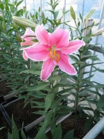 [1793 Marlon No02.JPG]